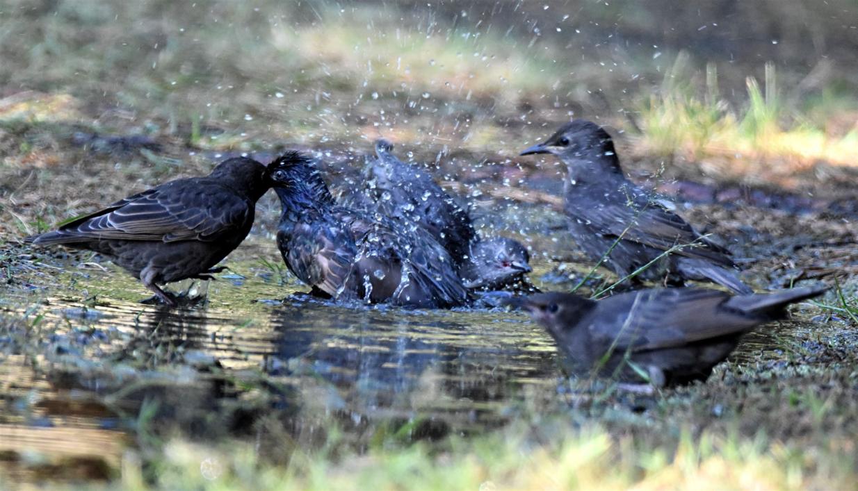 Stare baden in einer Pfütze