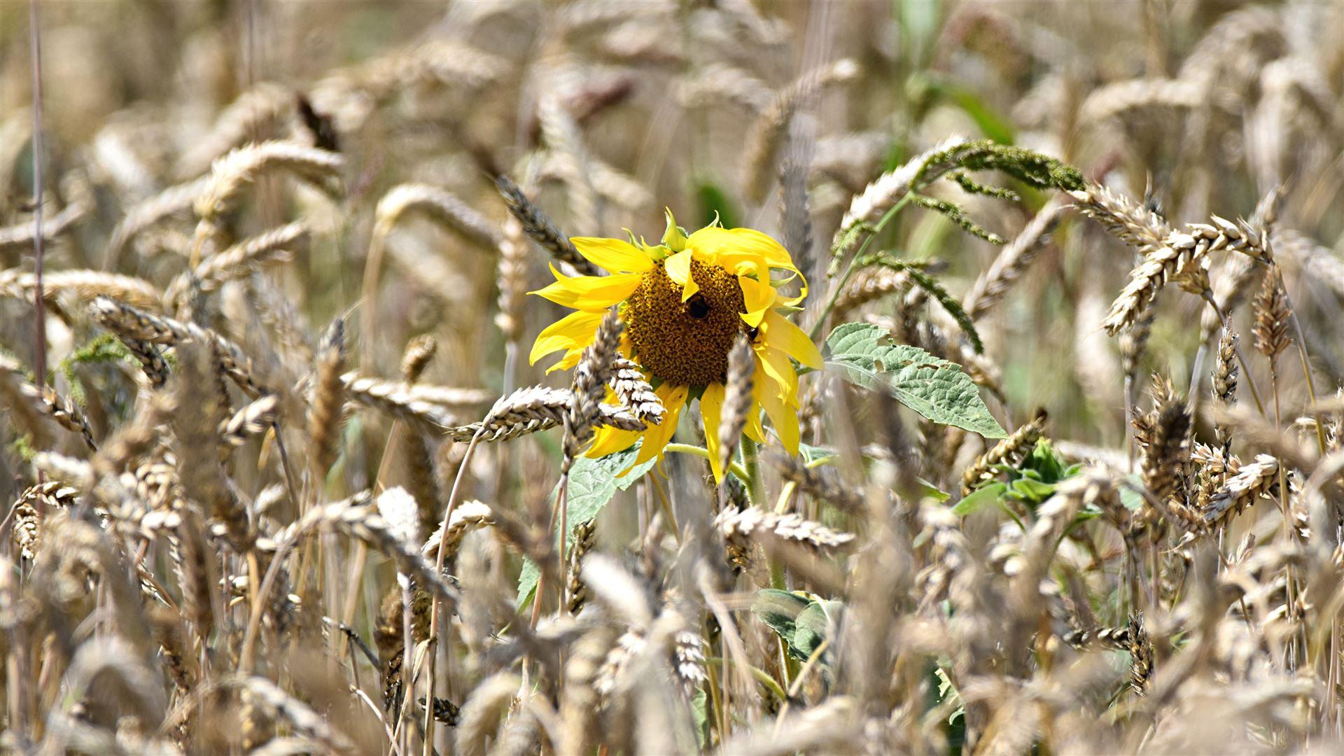 Einsame Sonnenblume