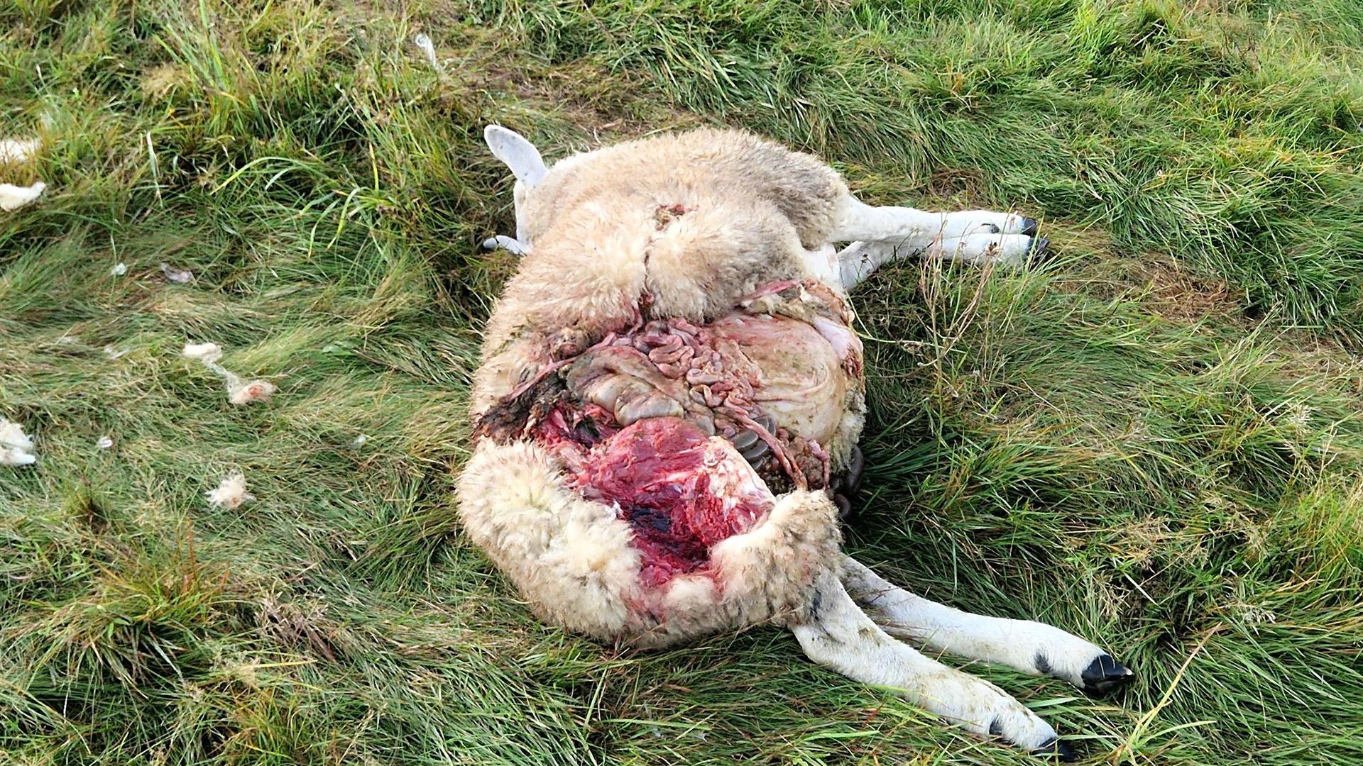Wolfsriss in Groß Düben