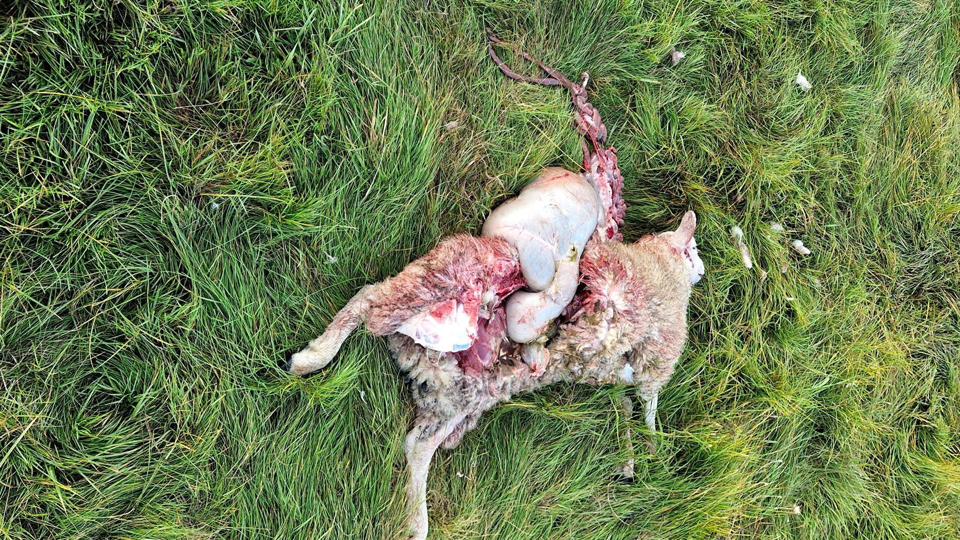 Wolfsriss in Groß Düben