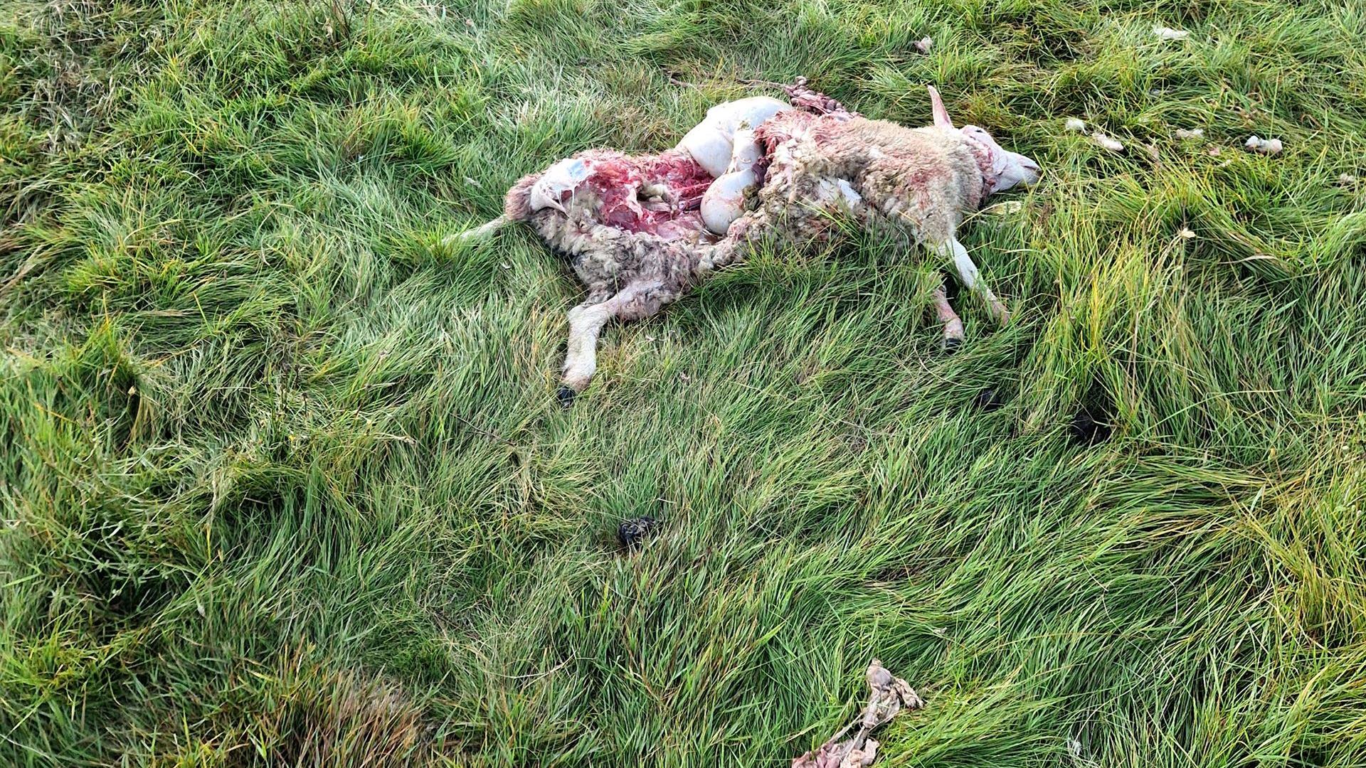 Wolfsriss in Groß Düben