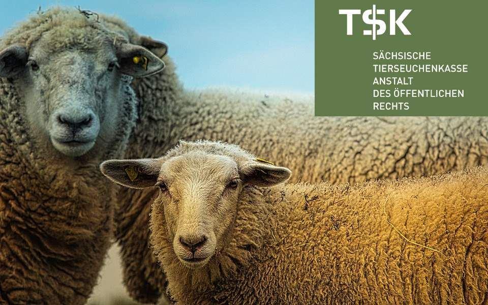 Tierseuchenkasse Sachsen