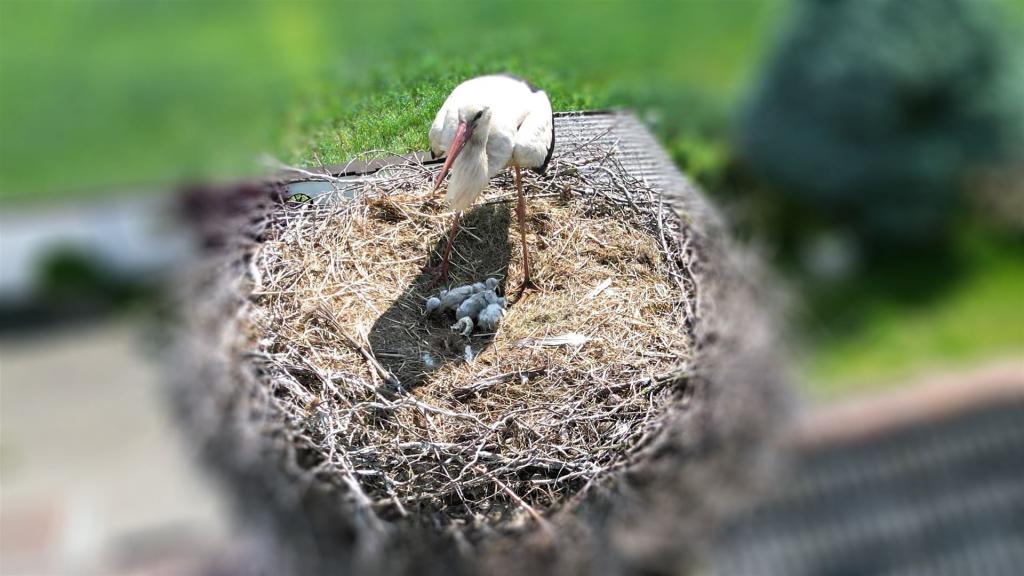 Storchenküken am 31.05.2025