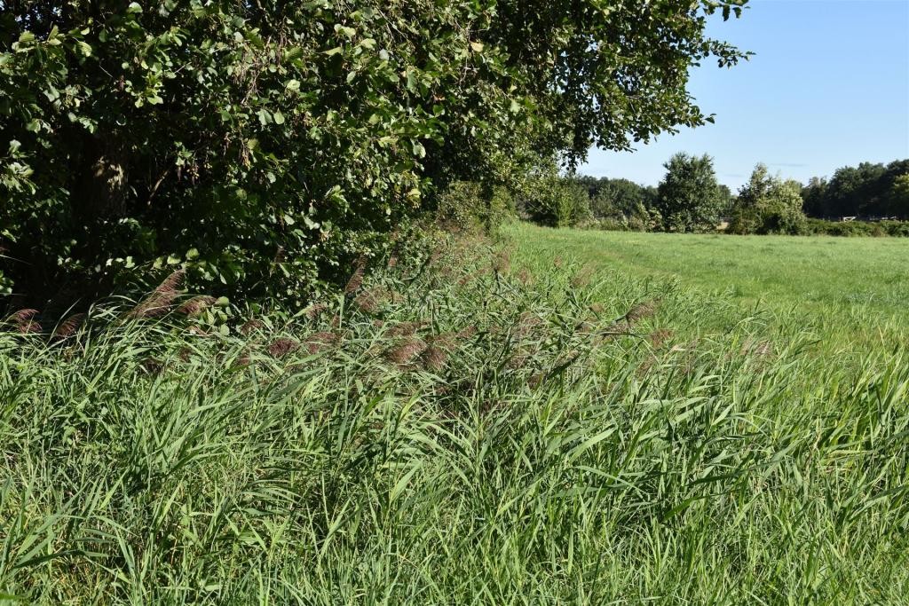 Wolschenagraben in Groß Düben im August 2026