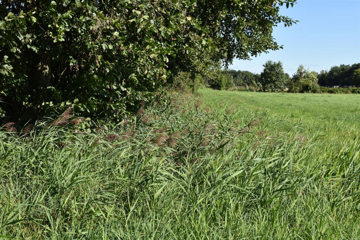 Wolschenagraben in Groß Düben im August 2026