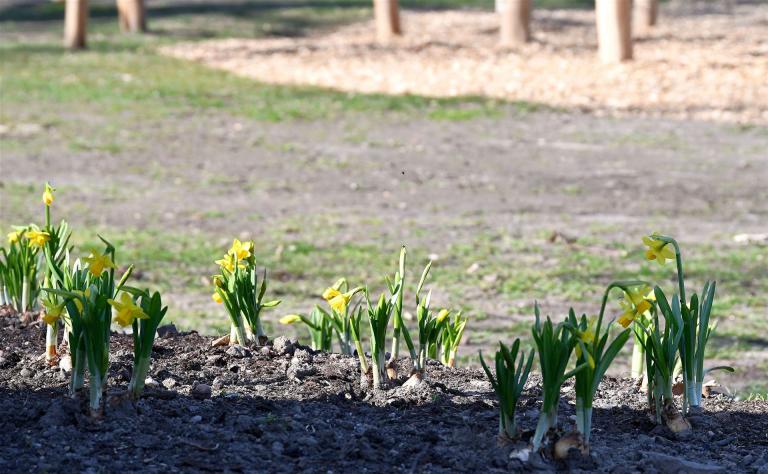 Blühende Osterglocken