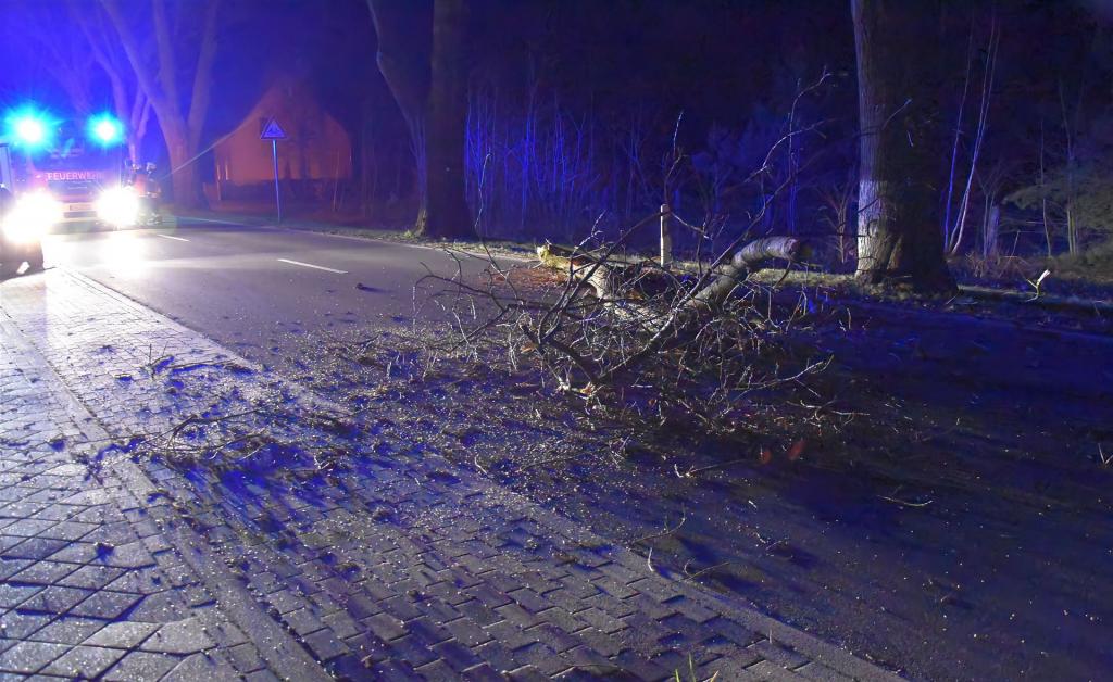 Abgebrochener Eichenast