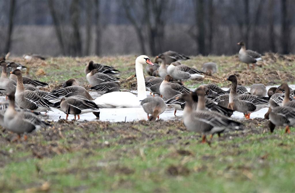 Schwan unf Gänse am 13.02.2026