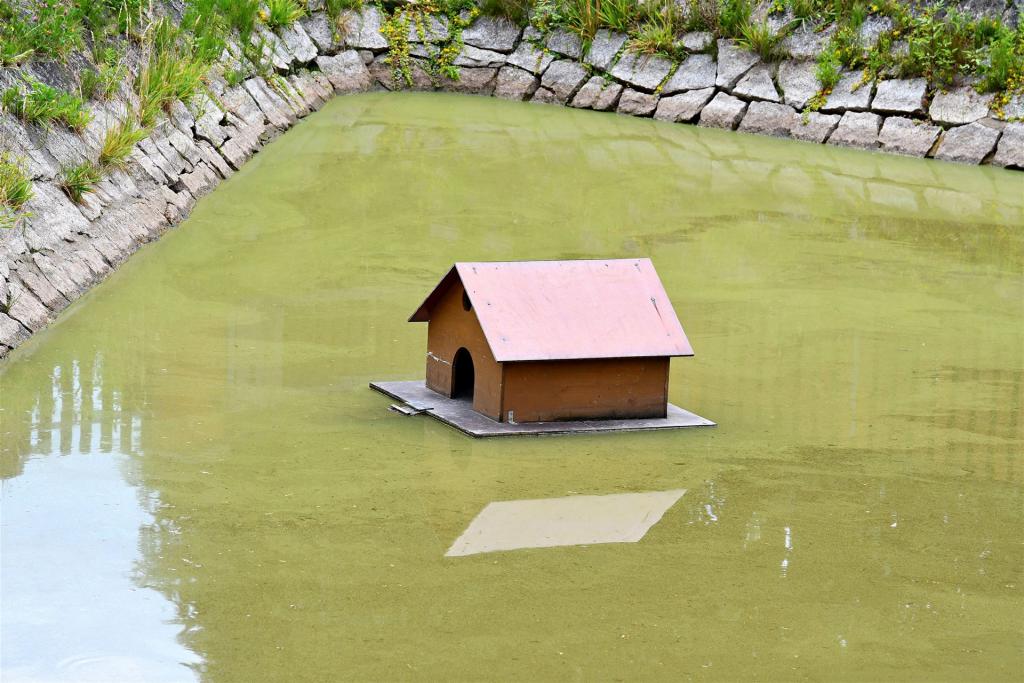 Grünes Wasser im Feuerlöschteich