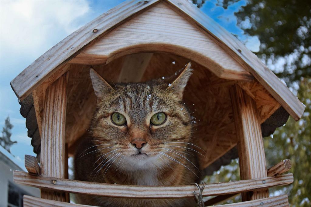 Katze im Vogelhaus