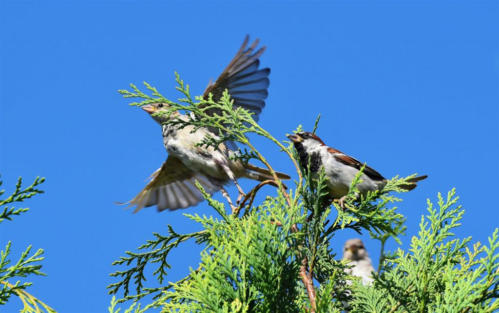 Spatz beim Abflug