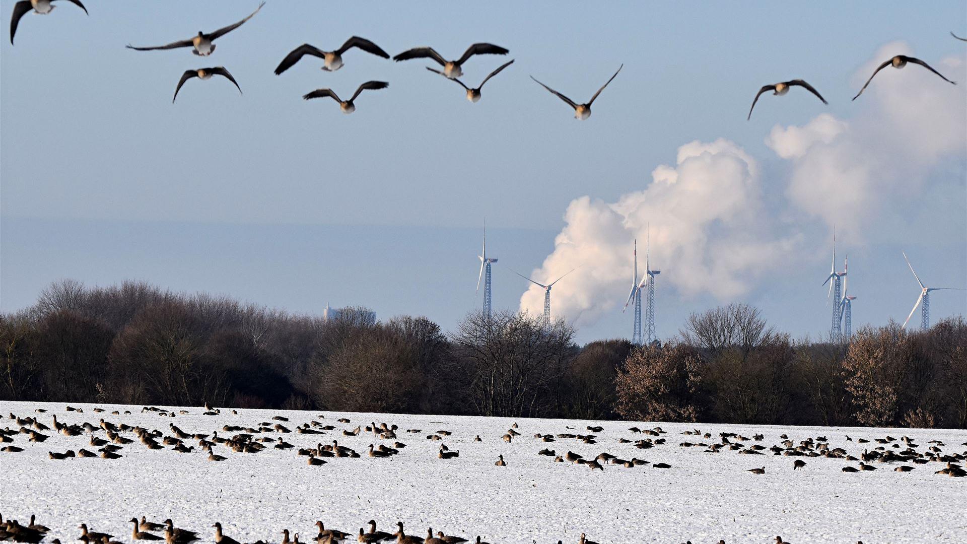 Wildgänse 07.01.2026 