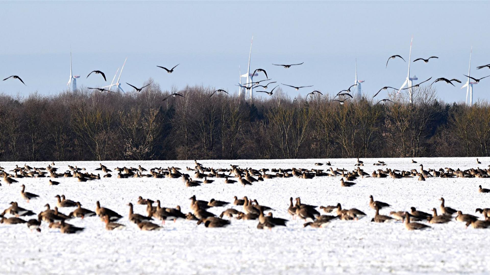 Wildgänse 07.01.2026 