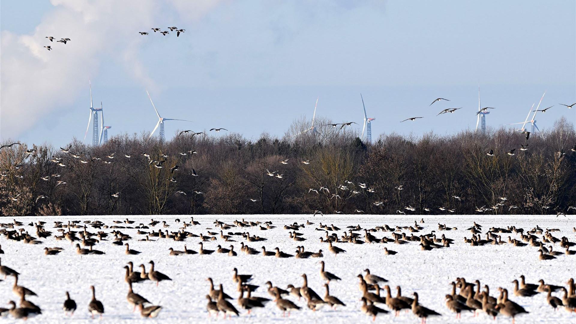 Wildgänse 07.01.2026 