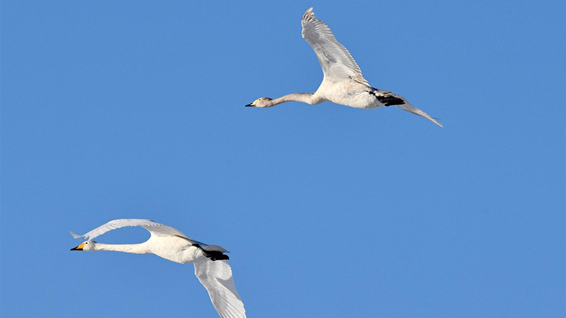 Wildgänse 07.01.2026 