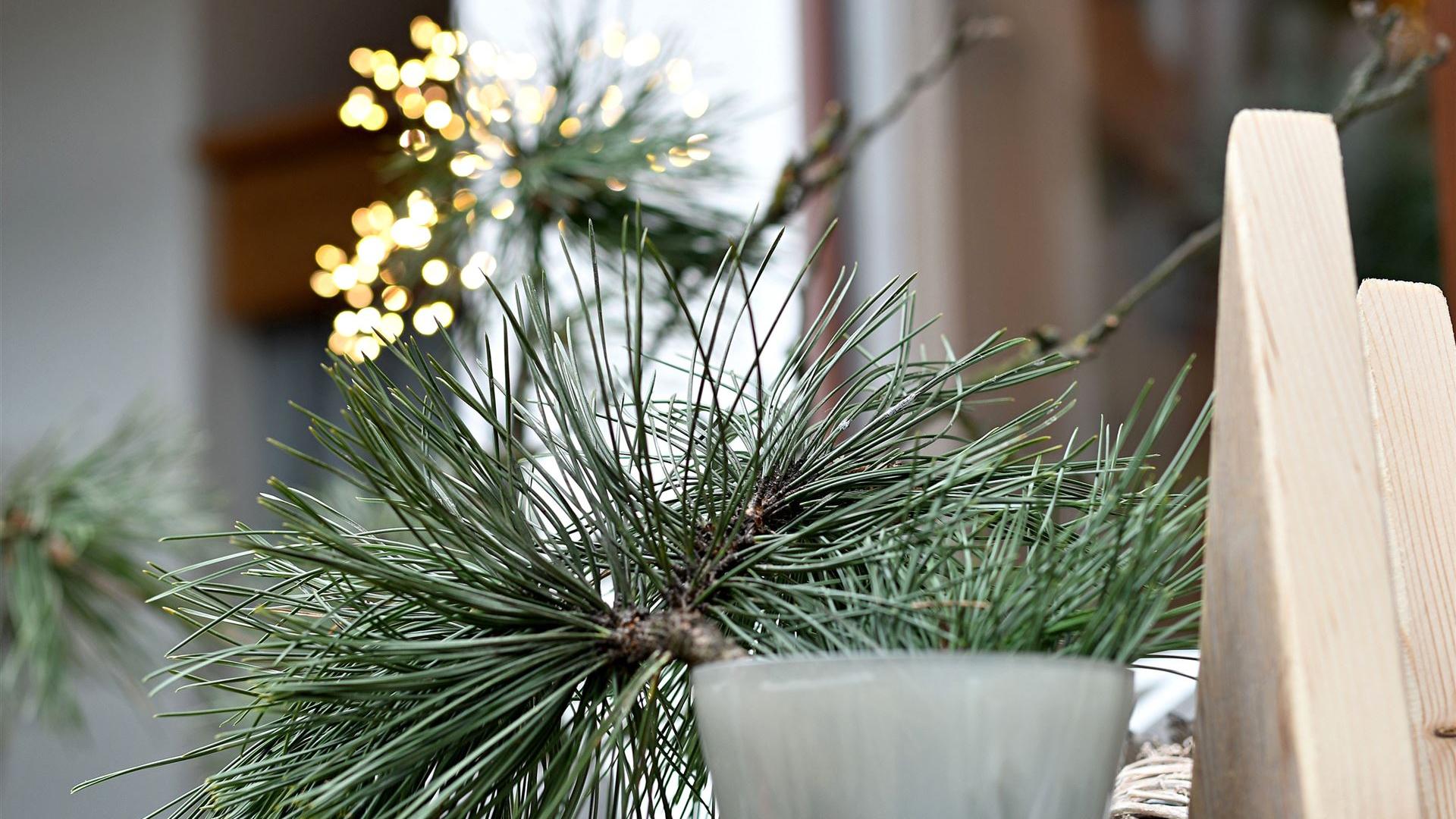 Advent im Blumenladen 2025