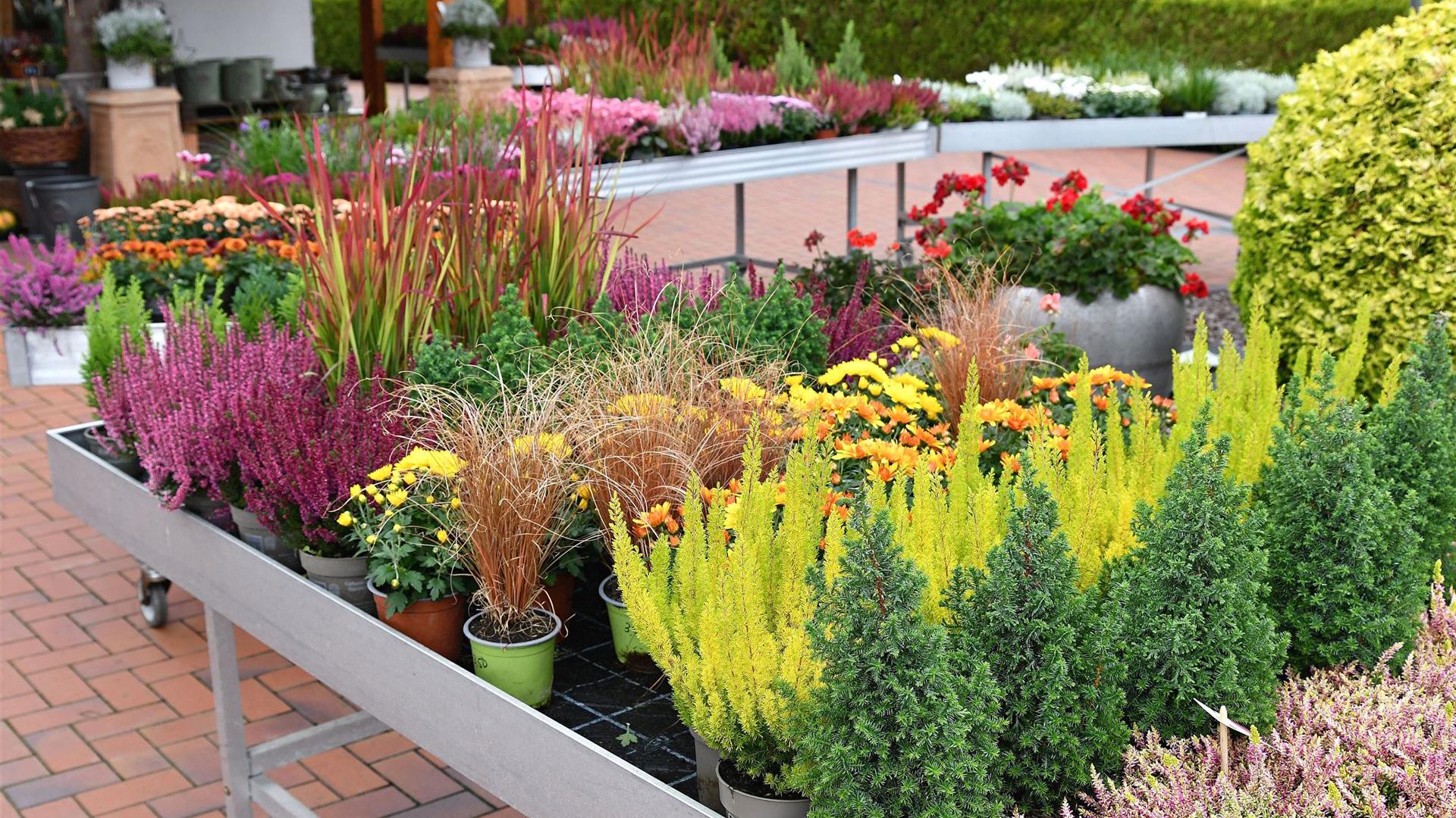 Herbst im Blumenladen Krautz