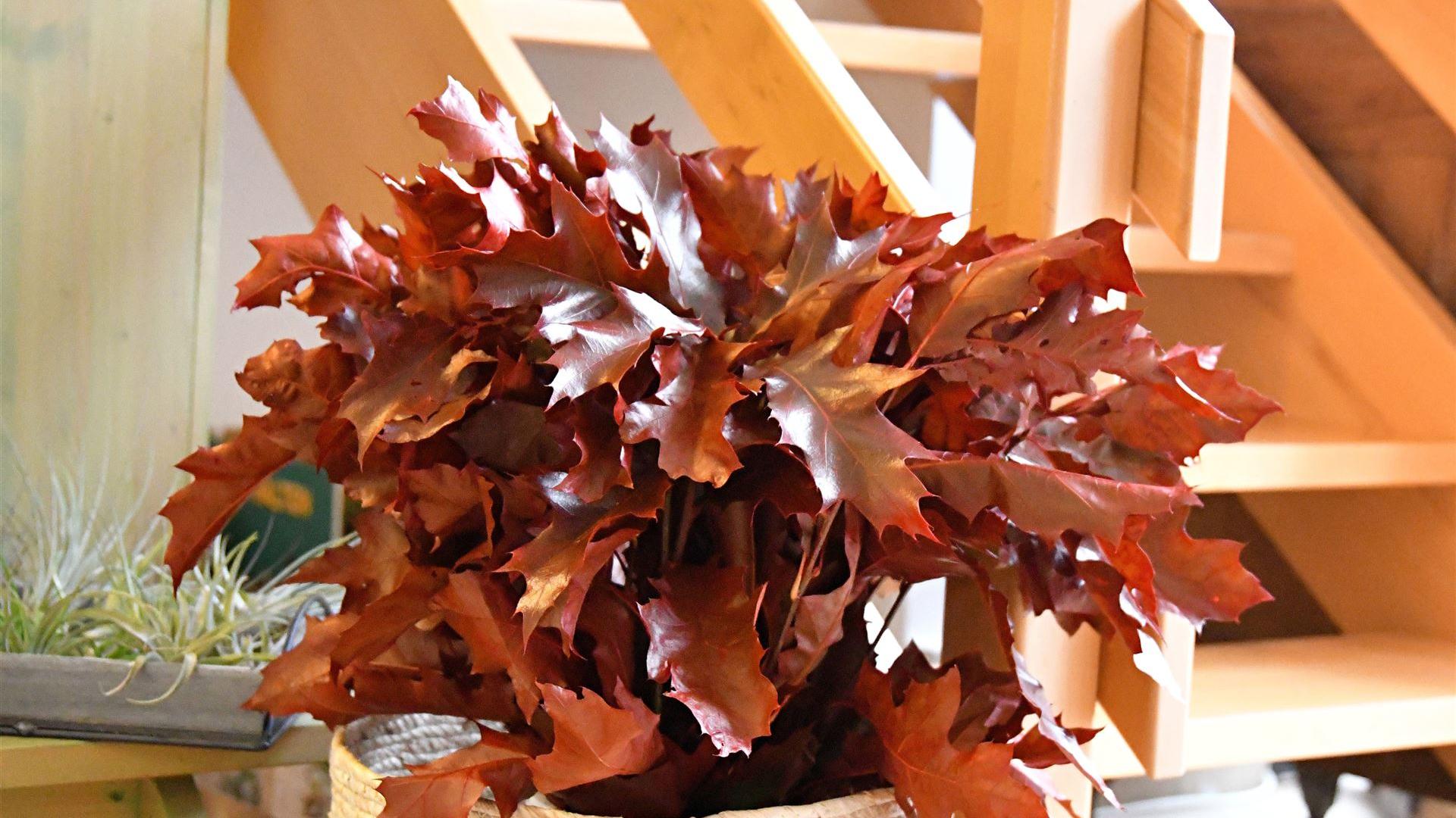 Herbst im Blumenladen Krautz