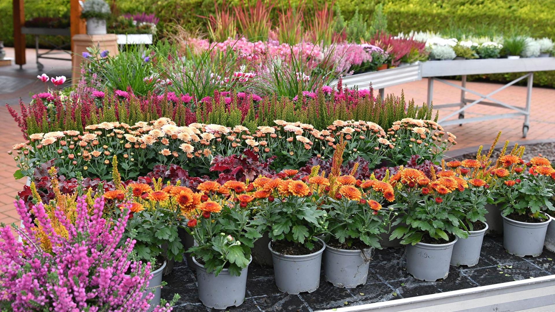 Blumenladen Krautz ust herbstlich gestaltet