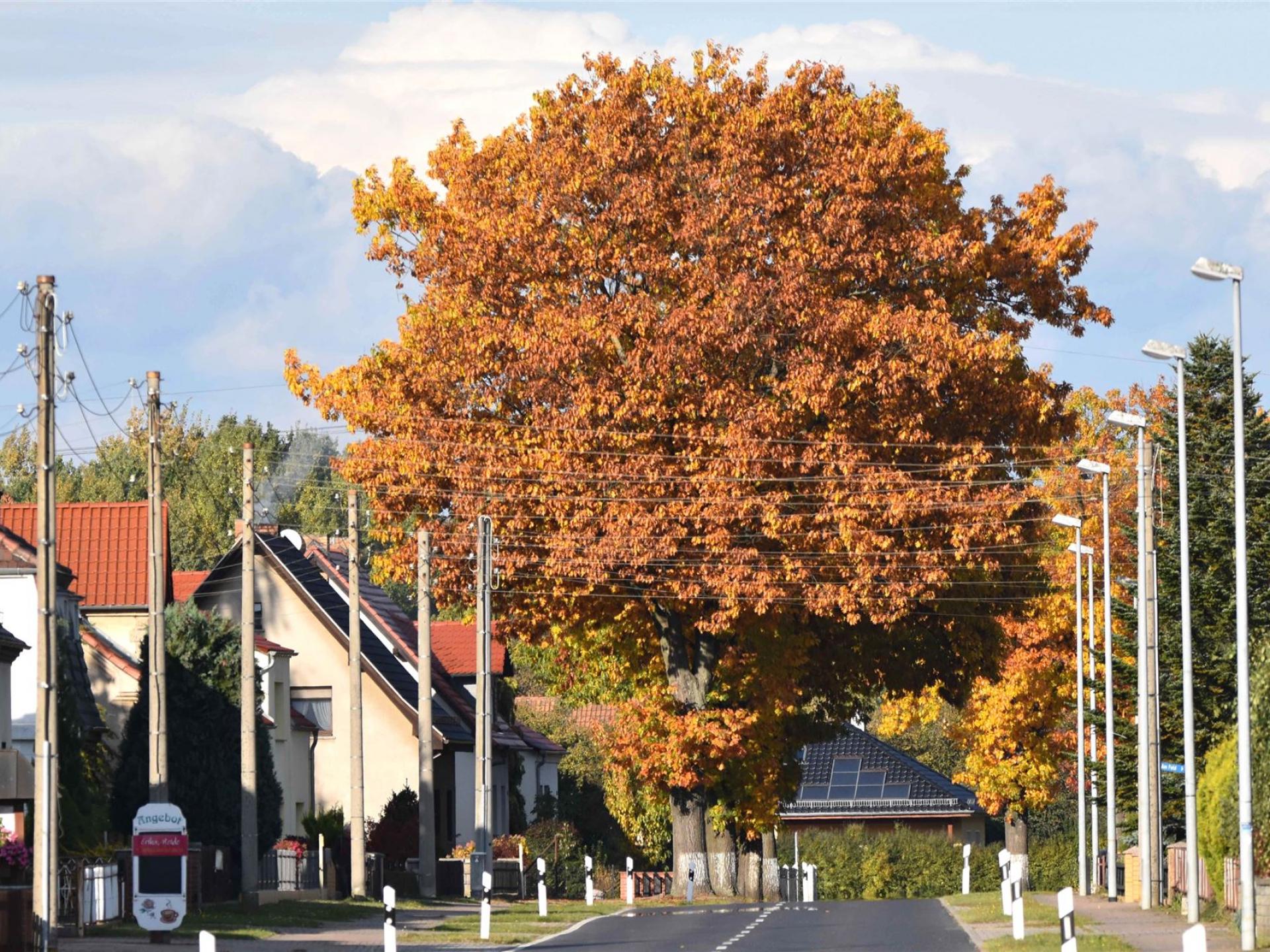 Bunte Eichen im Herbst