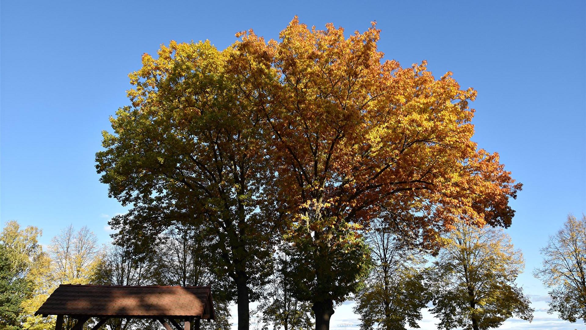 Groß Düben im Herbst 2025