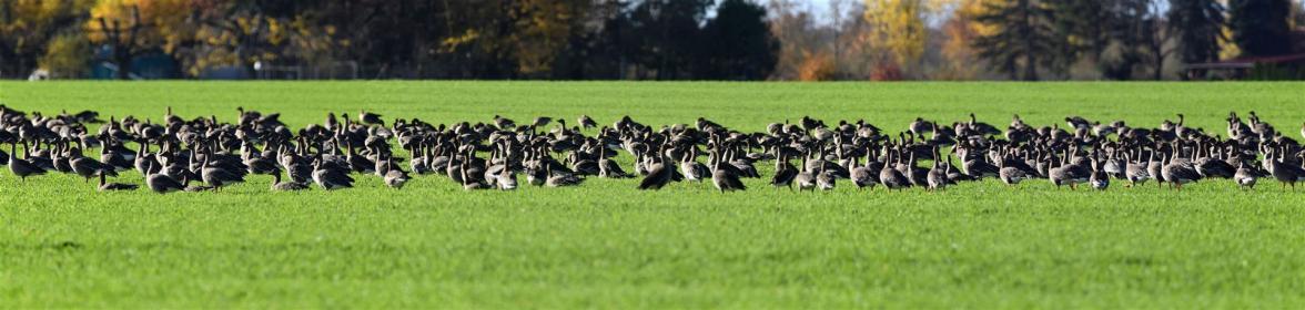 Graugänse im November 2025