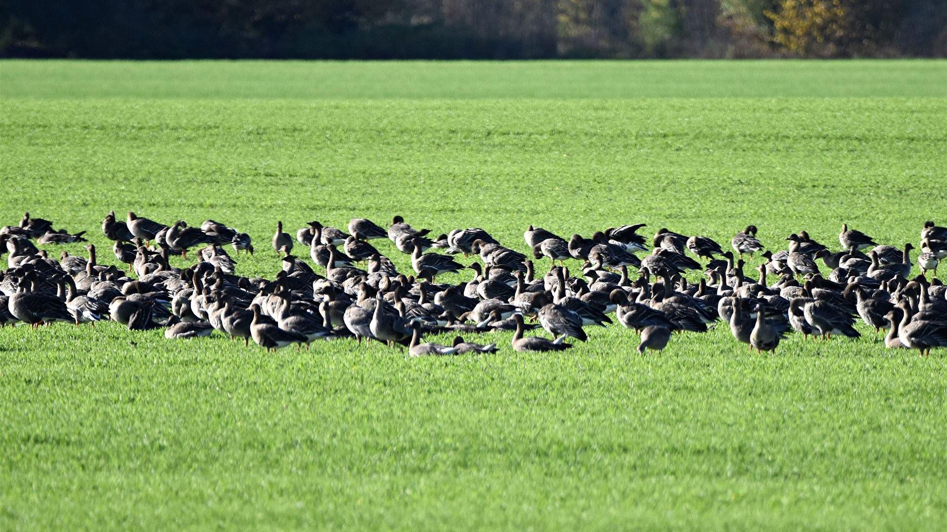 Graugänse im November 2025