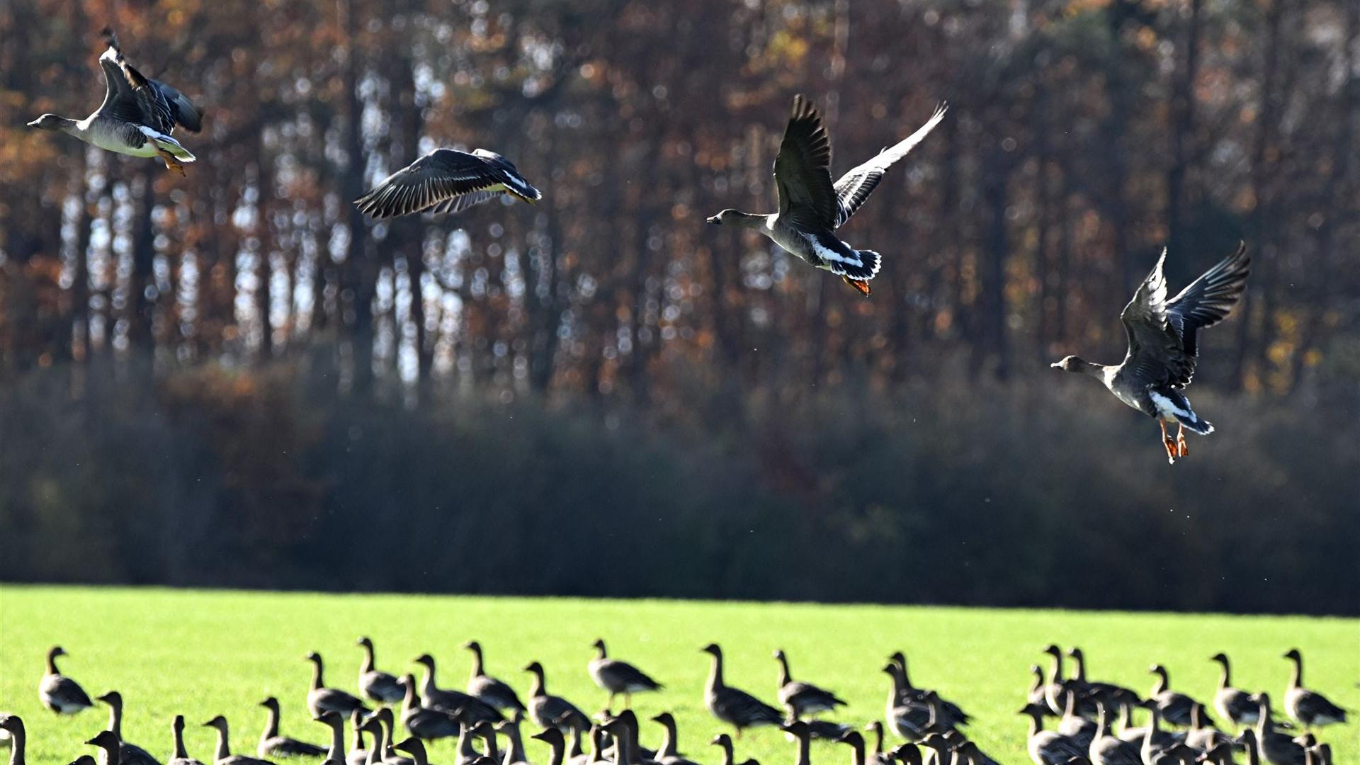Graugänse im November 2025