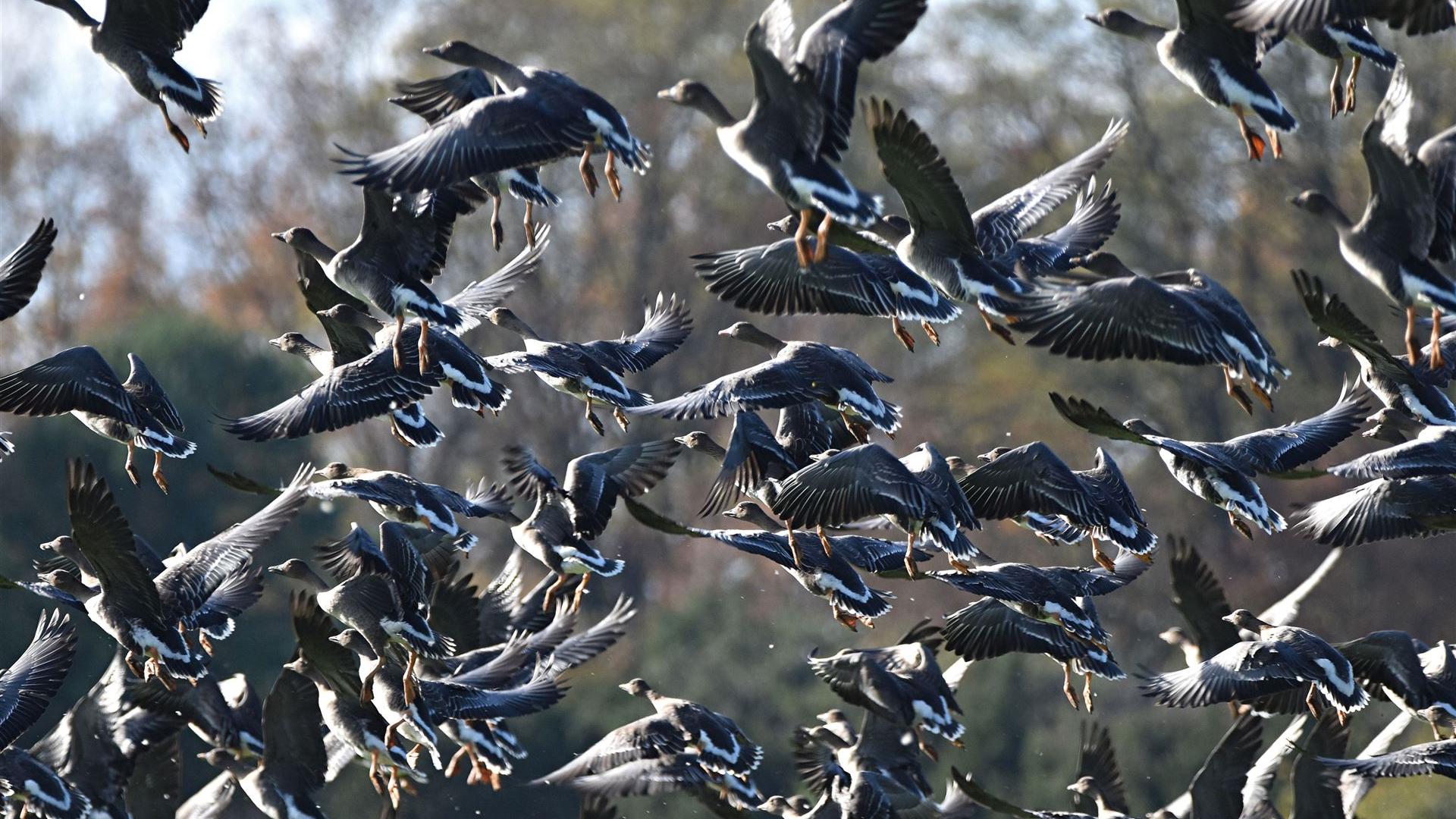 Graugänse im November 2025