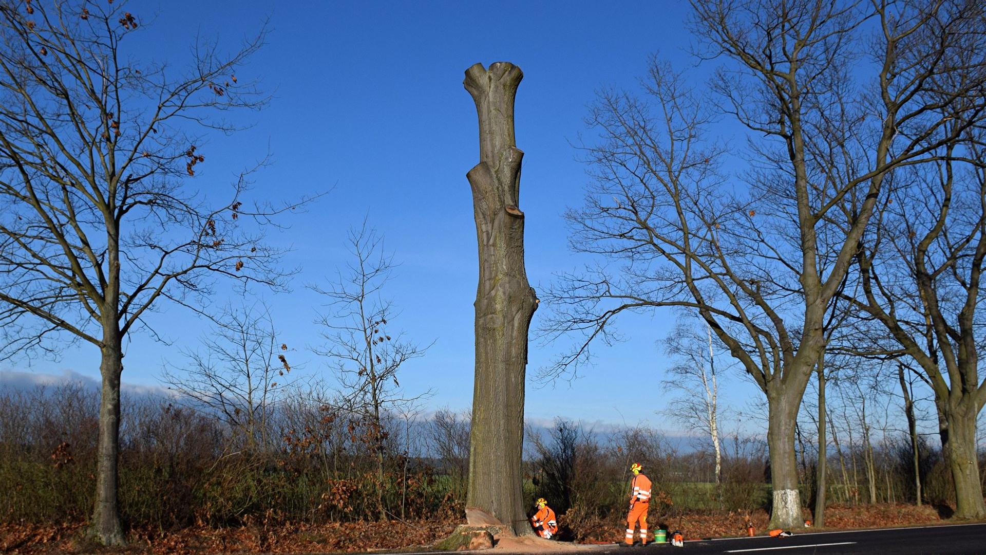 Fällung Eiche am 18.12.2025