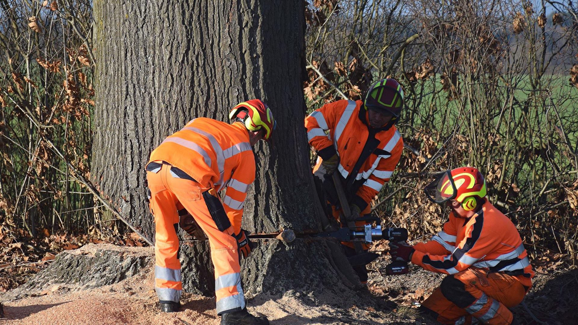 Fällung Eiche am 18.12.2025