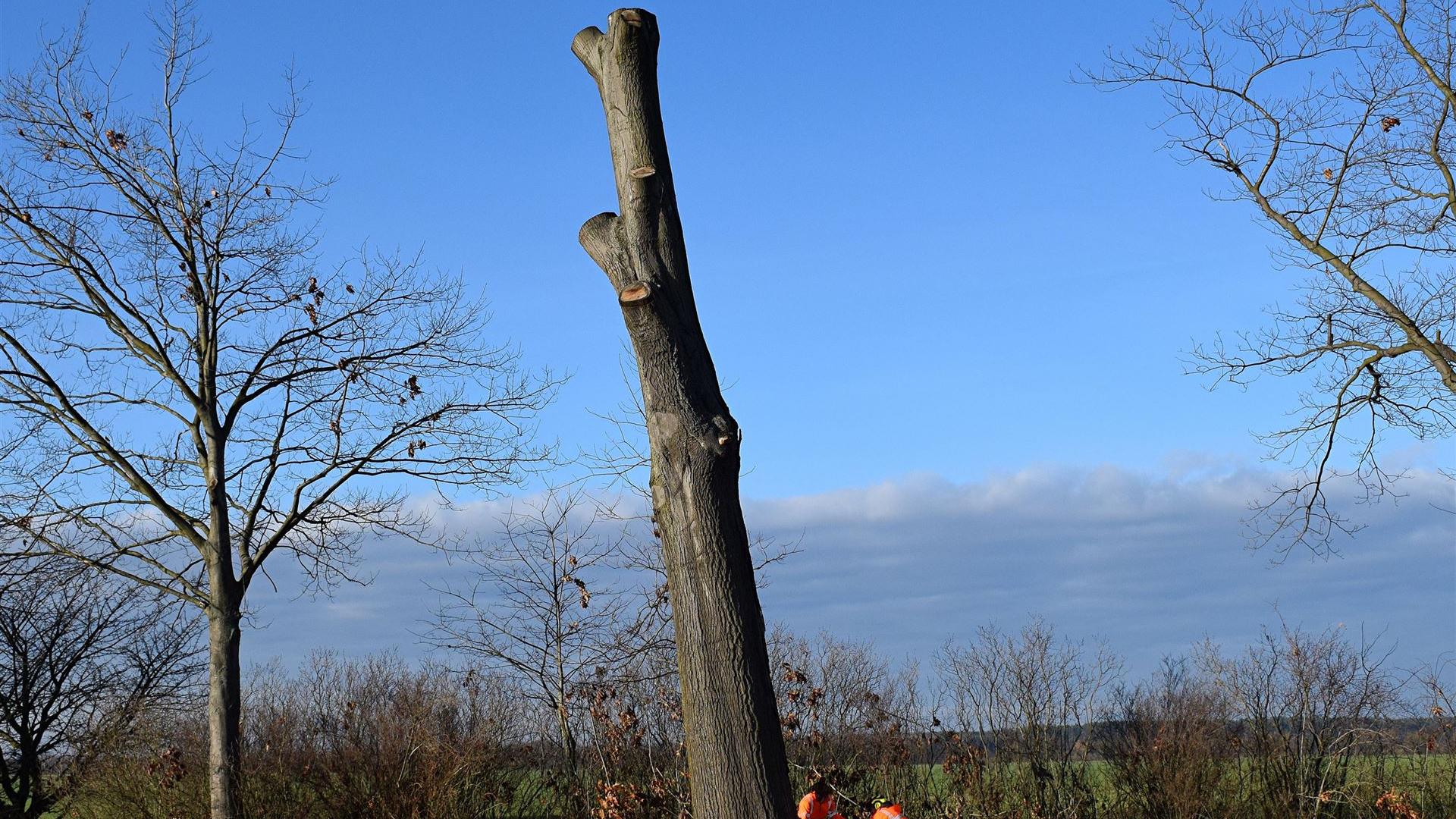 Fällung Eiche am 18.12.2025