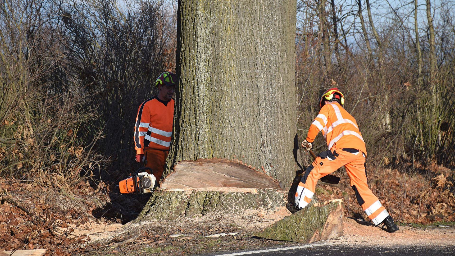 Fällung Eiche am 18.12.2025