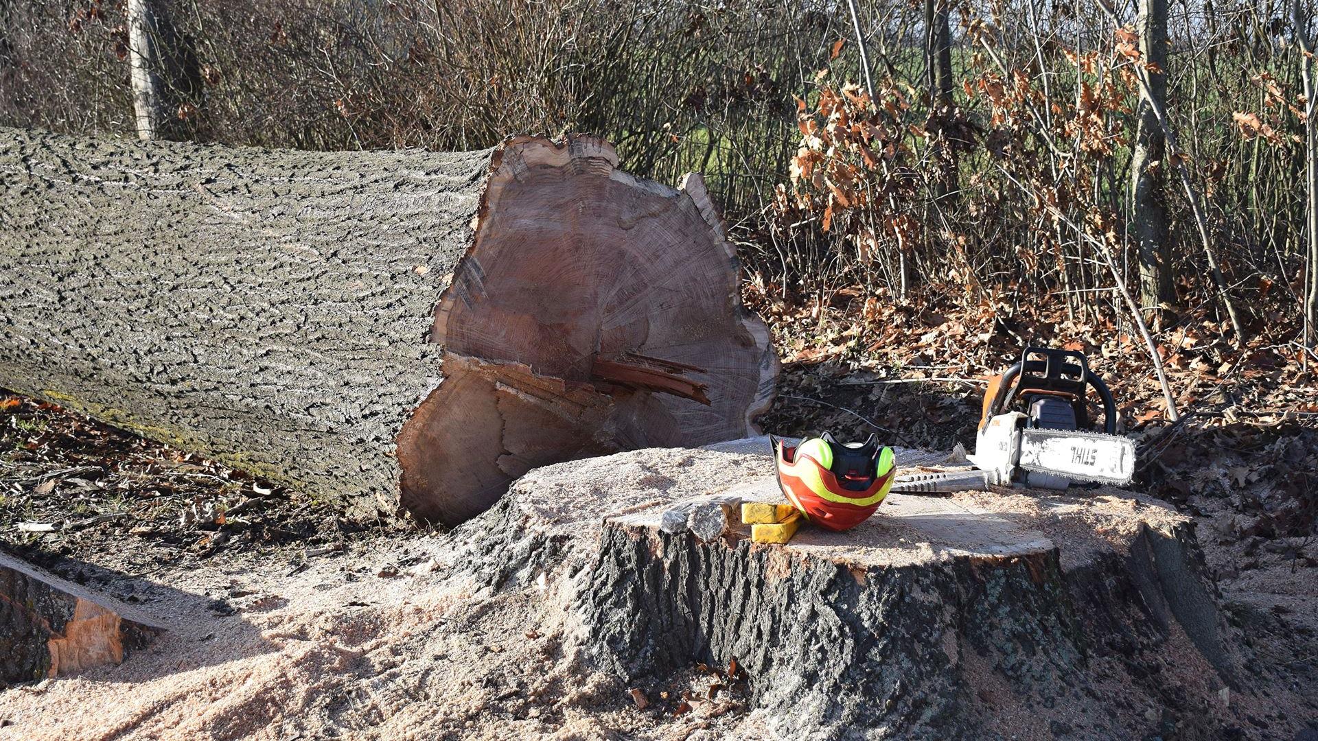 Fällung Eiche am 18.12.2025