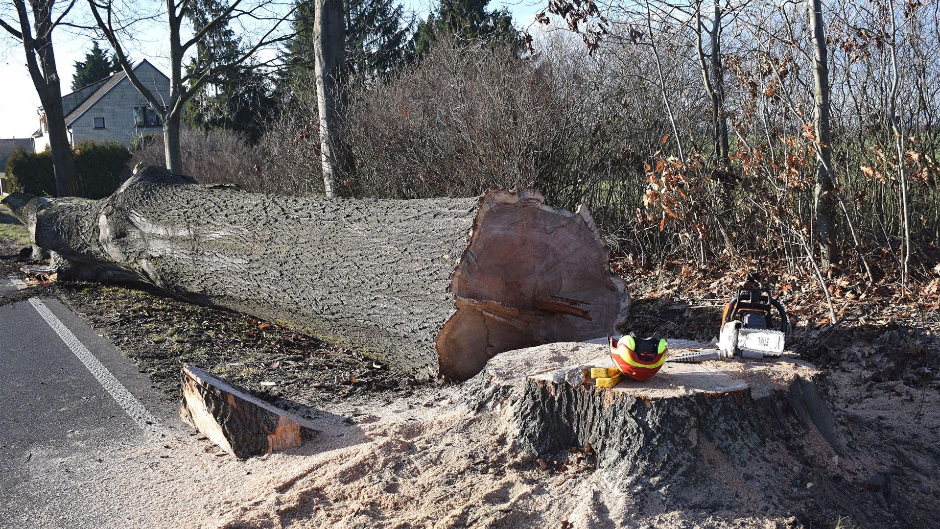 Fällung Eiche am 18.12.2025