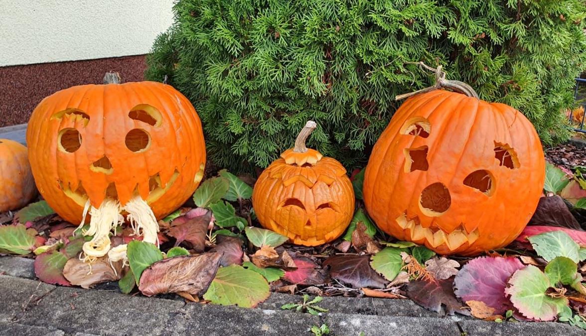 Kürbis  Kita HD - 1