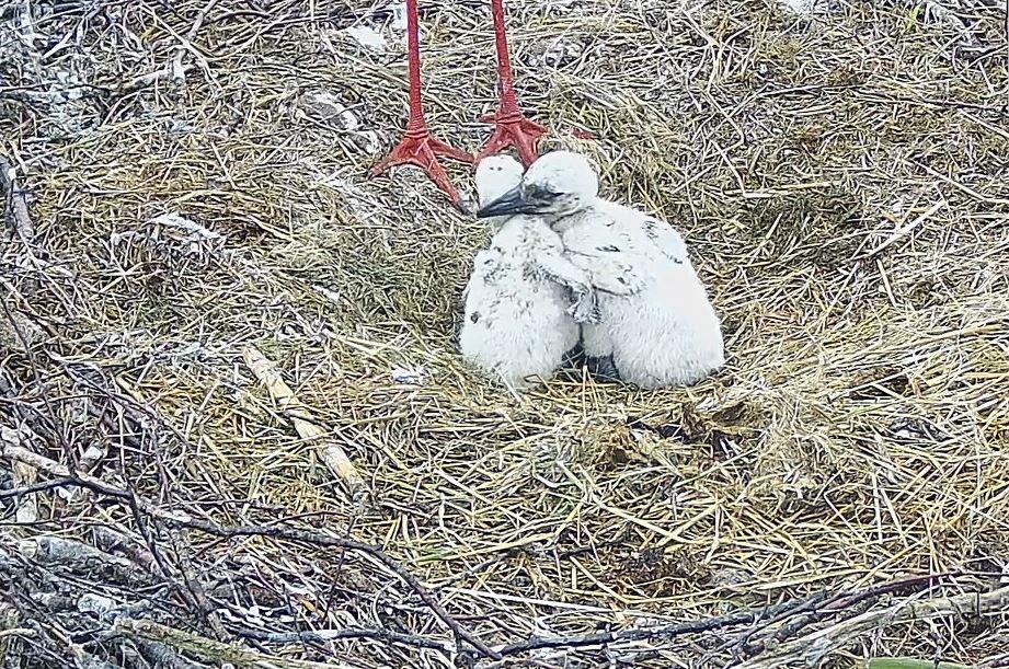 Geschwisterliebe bei Storchenküken