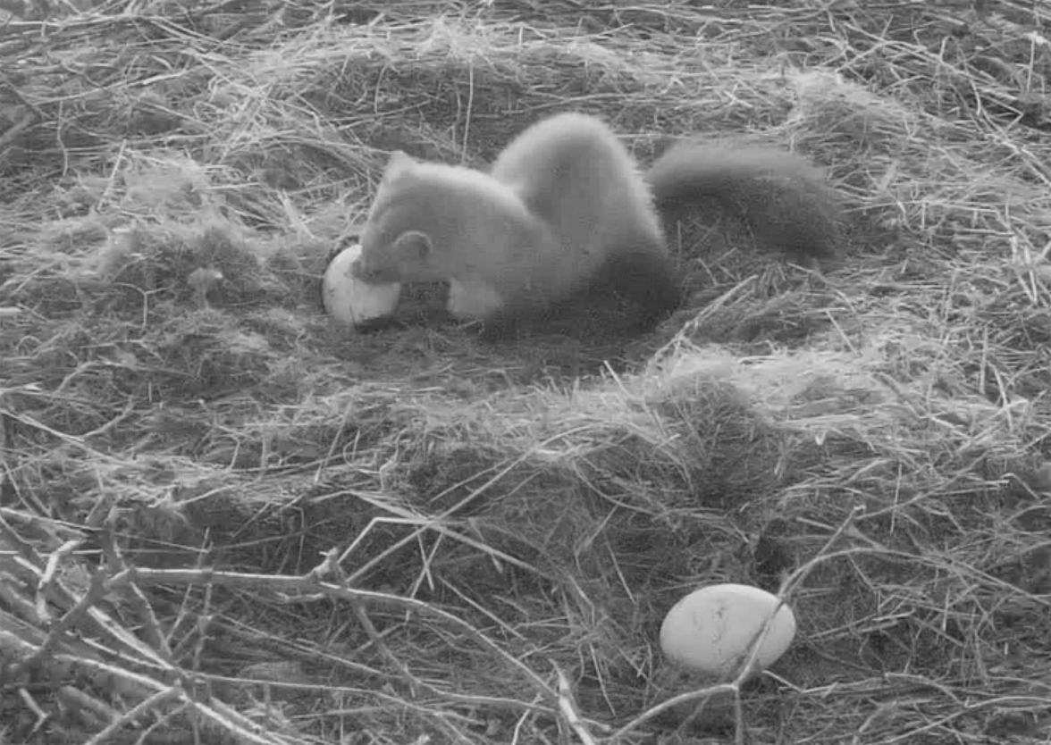 Marder im Nest