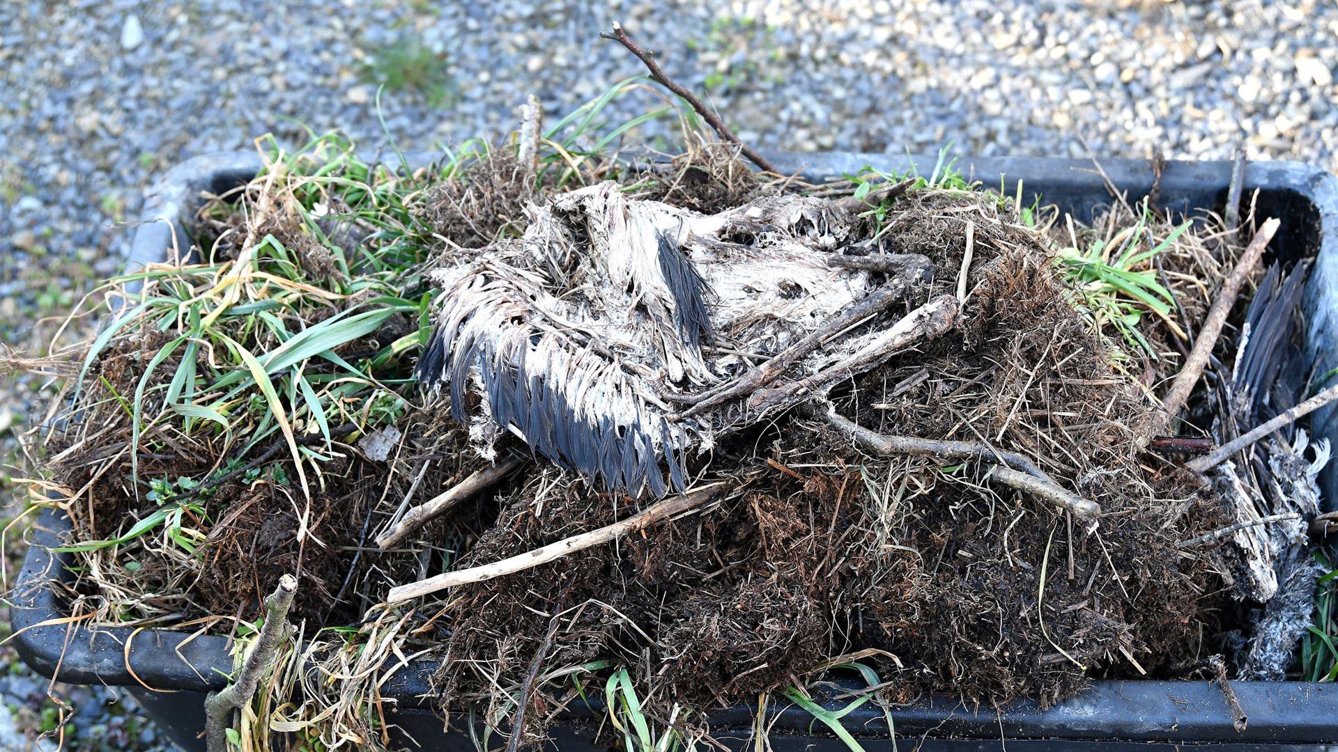 Reinigung Storchennest 2026