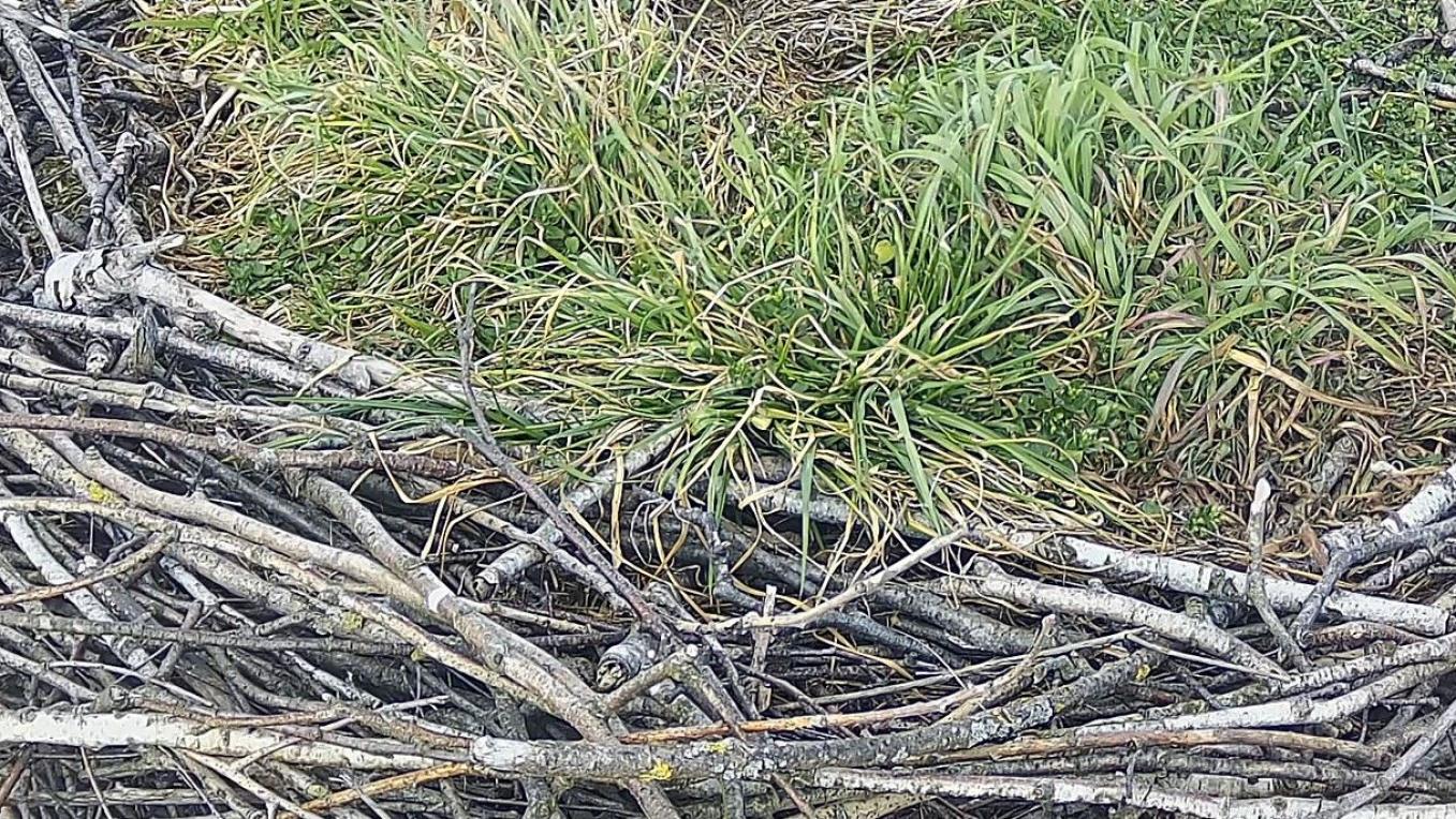 Reinigung Storchennest 2026