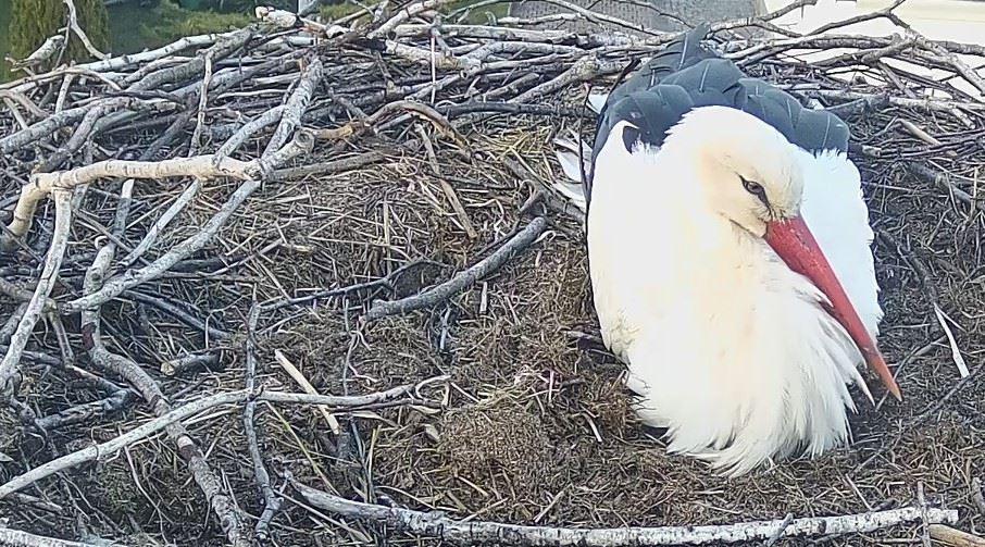Storch im Halbendorfer Nest