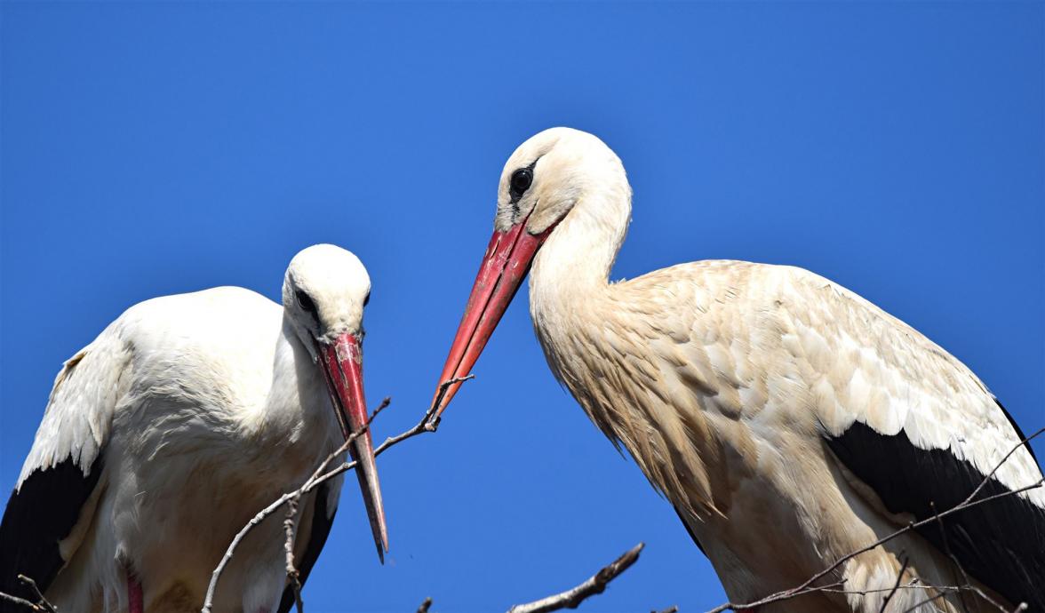 Störche beim Nestbau am 17.04.2026