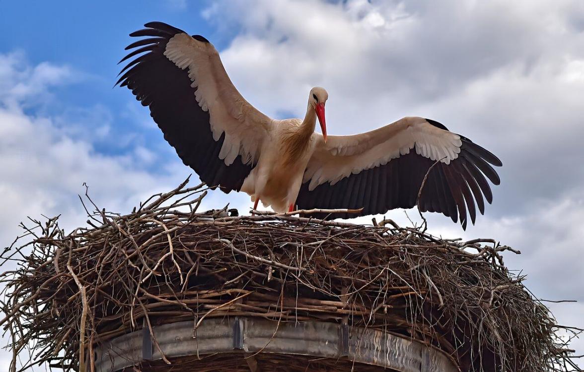 Storch in Halbendorf am 13.04.2026