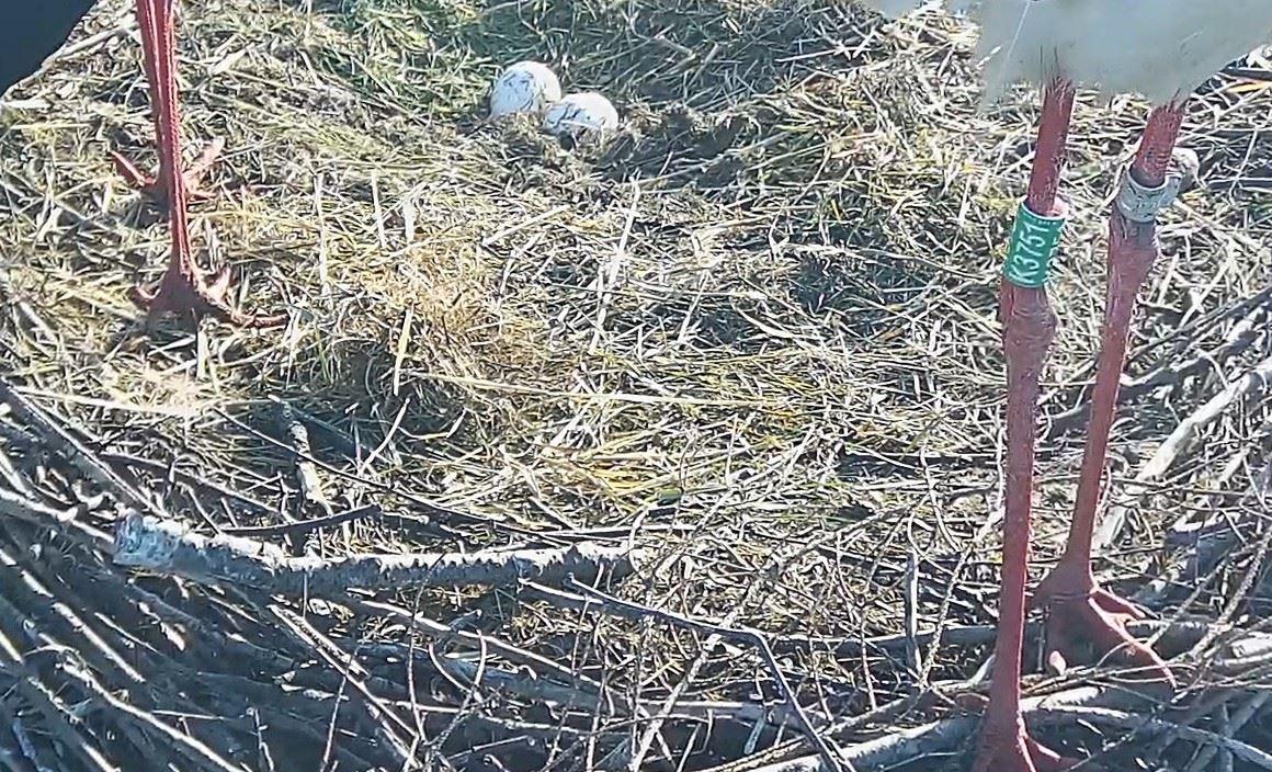 Storch mit Kennzeichnung