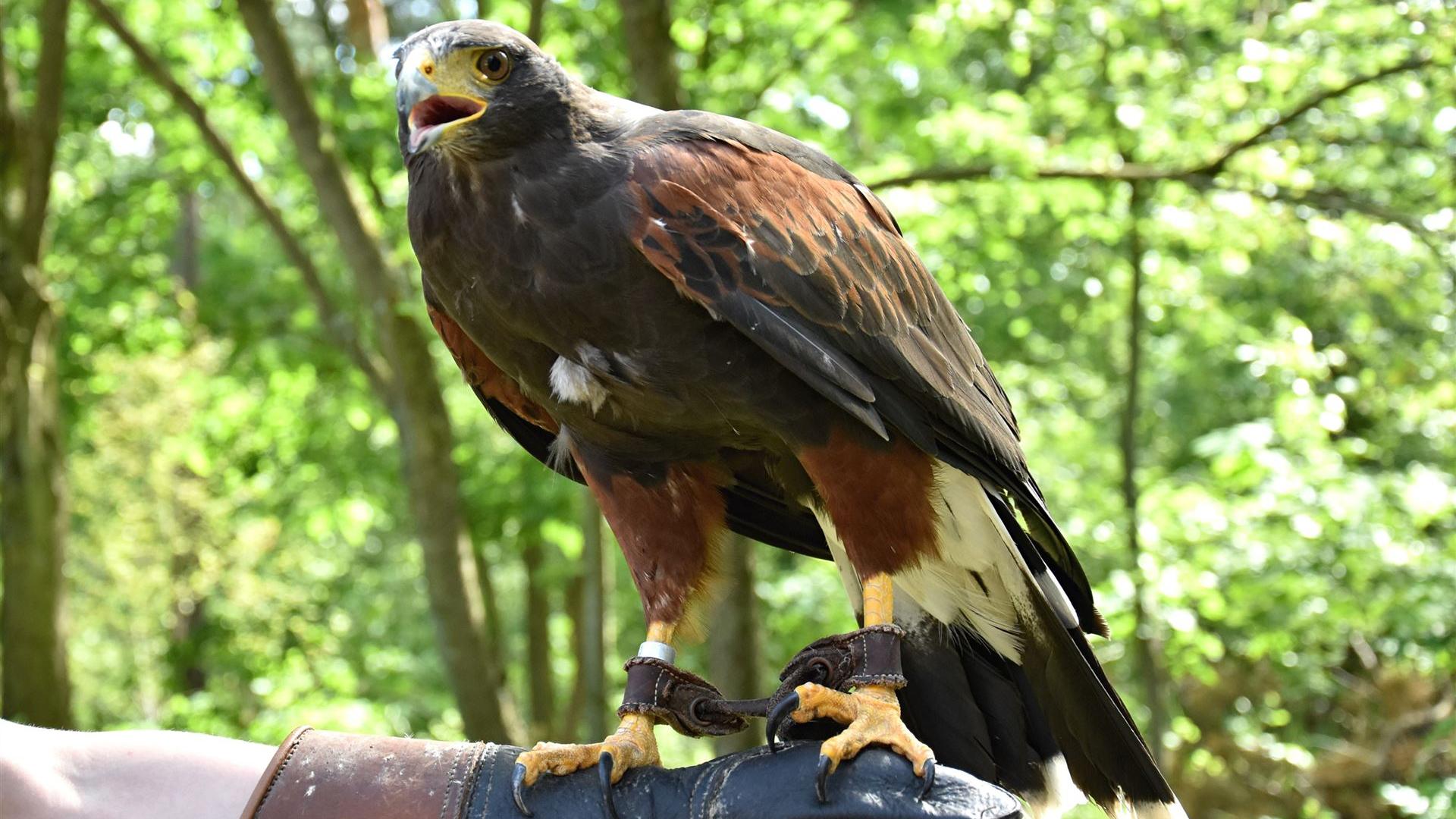 Falkner beim Kindertag 2025