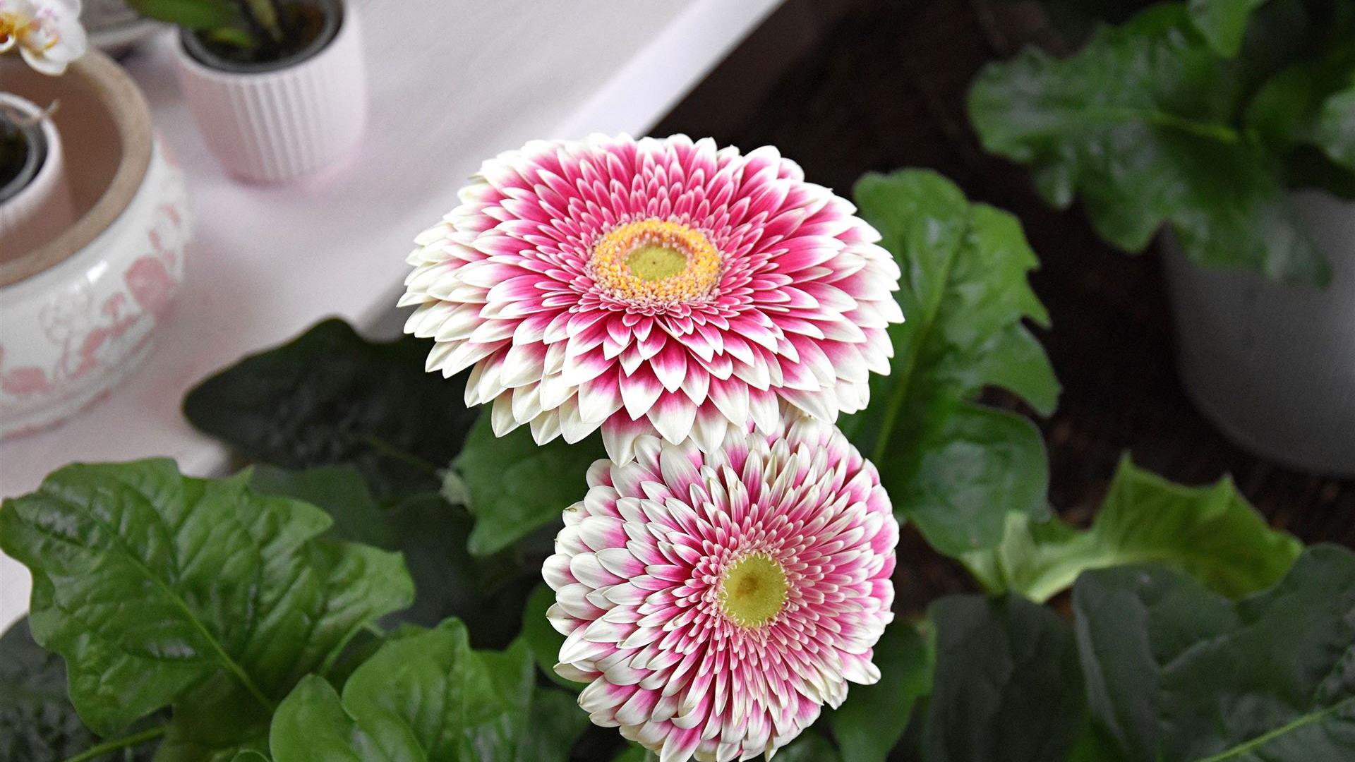 Muttertag im Blumenladen Krautz 2026