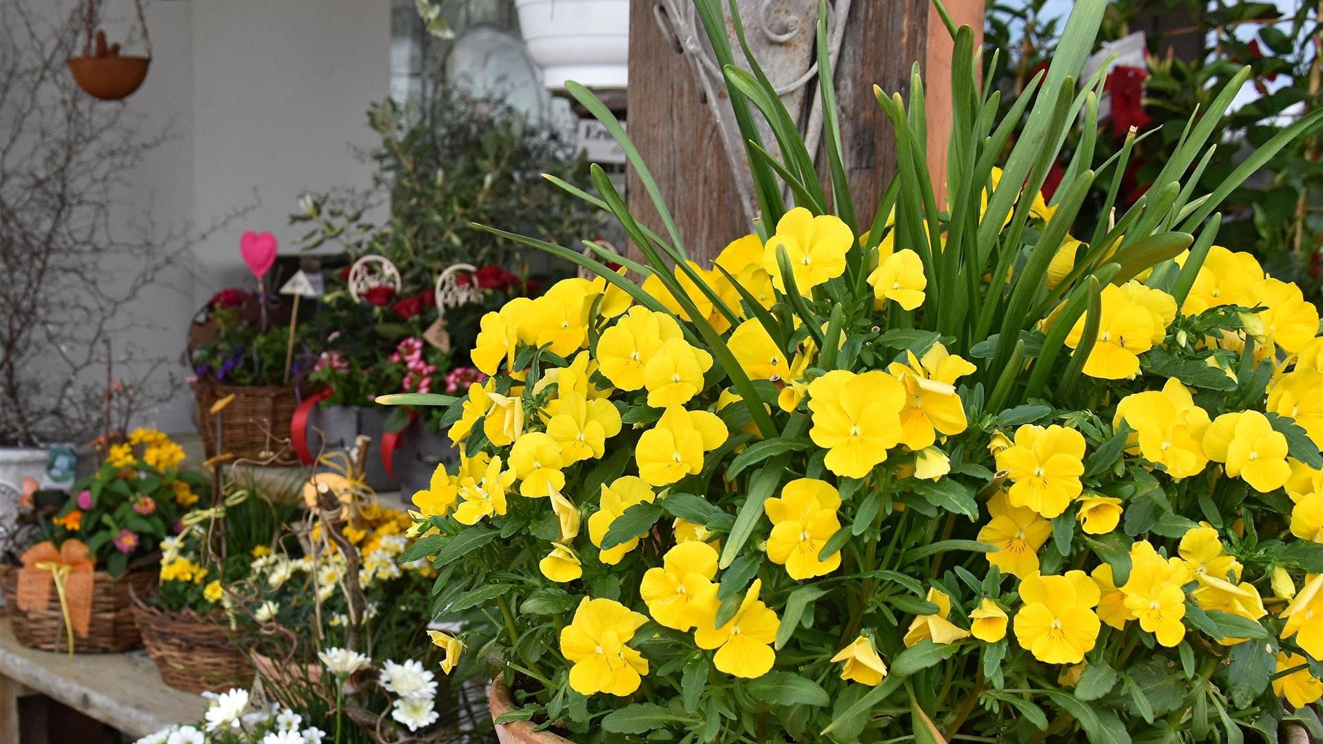 Muttertag im Blumenladen Krautz 2026