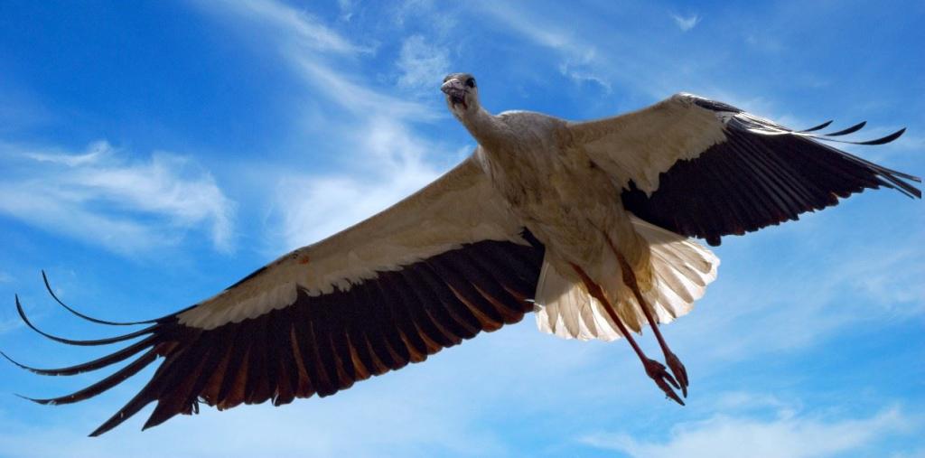 Storch im Flug