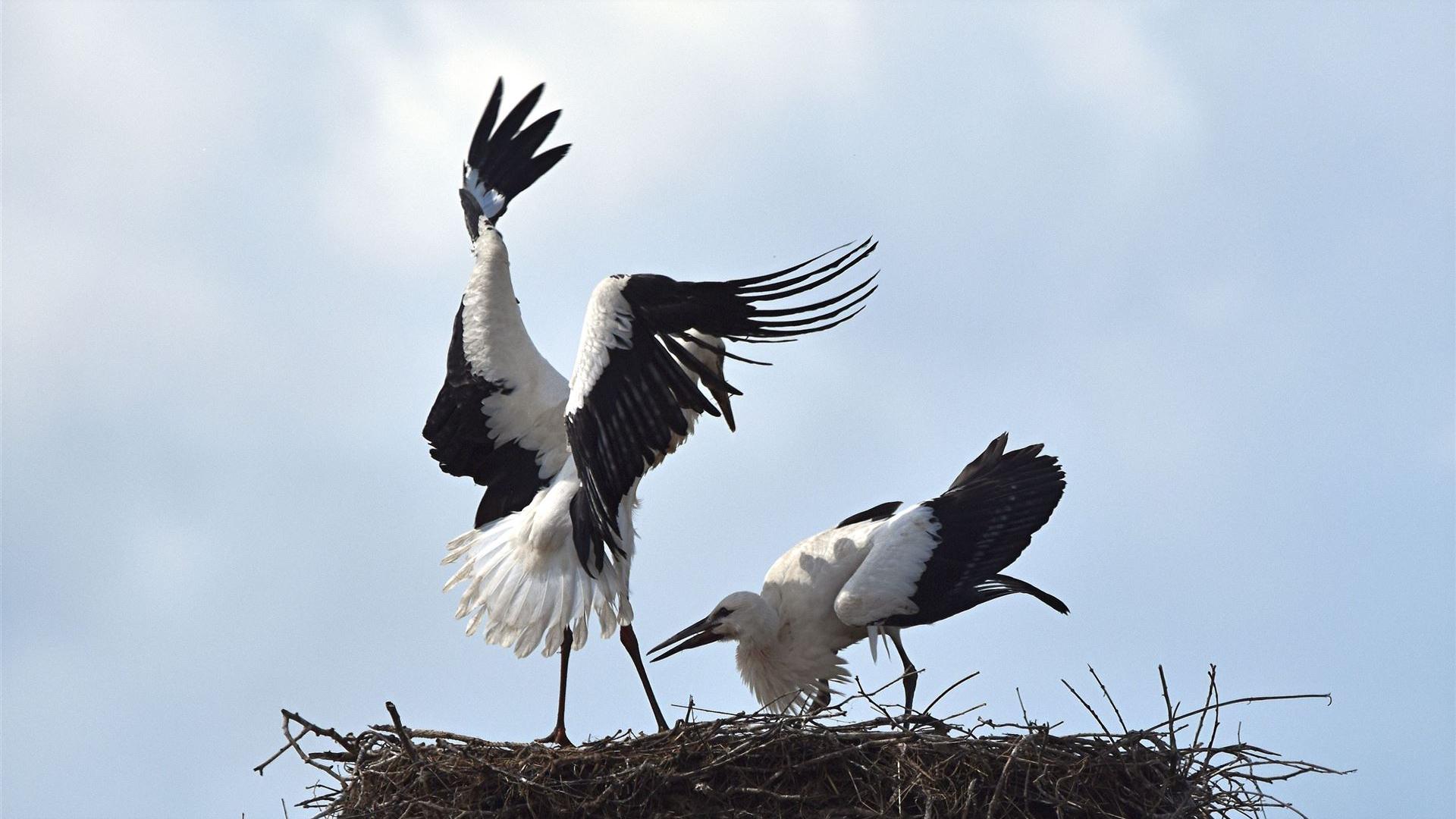 Landeanflug 