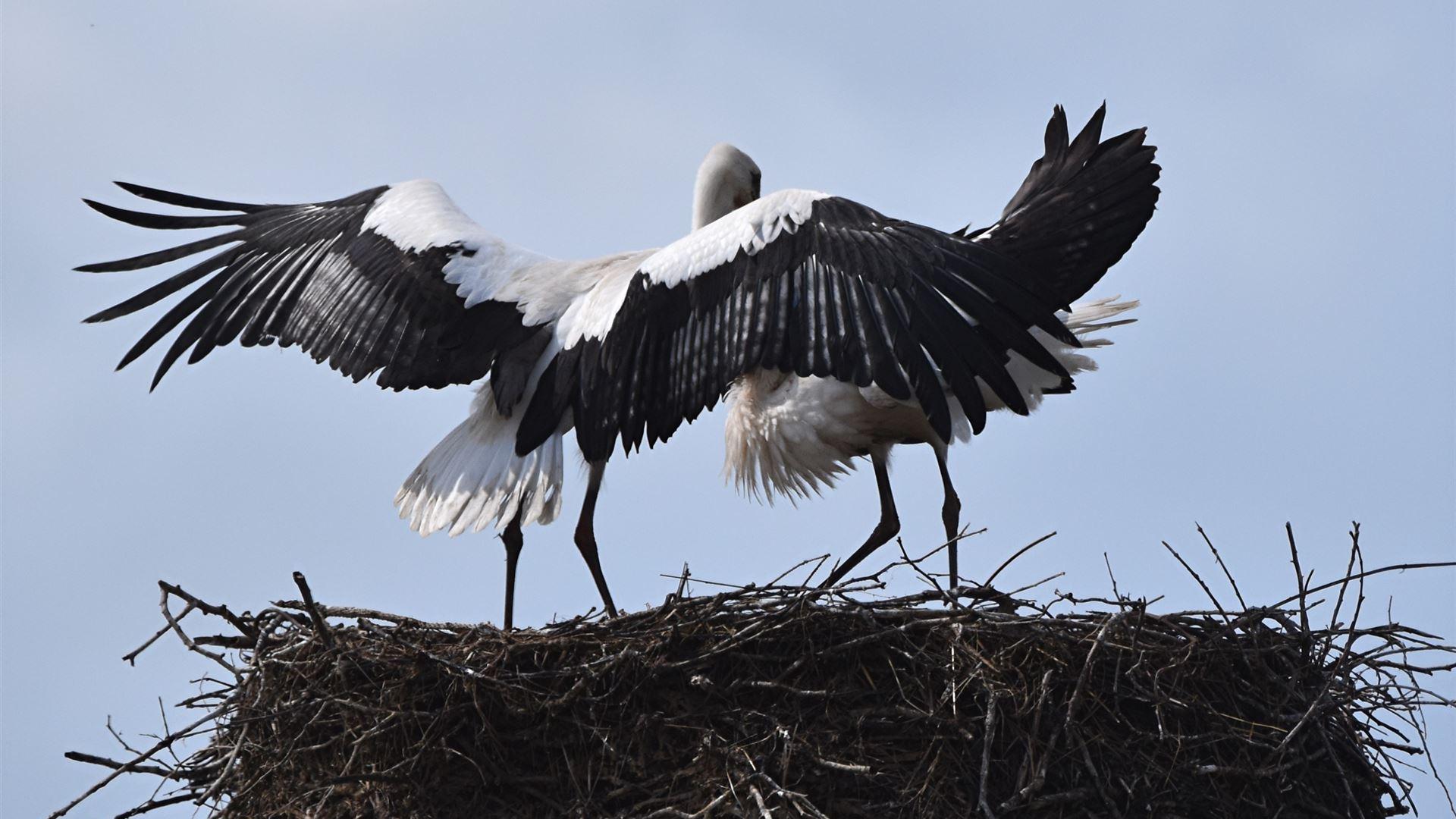 Landeanflug 